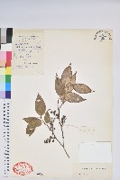 藏品(大萼米飯花)的圖片