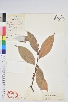 藏品(芳香白珠)的圖片