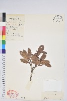 藏品(地檀香)的圖片