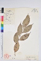 藏品(叢林白珠)的圖片