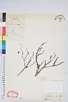 藏品(毛葉吊鐘花)的圖片