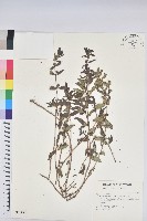 藏品(飛揚草)的圖片