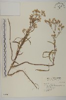 藏品(掃帚菊)的圖片