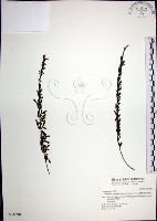 藏品(鐵掃帚、千里光)的圖片