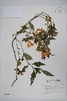 藏品(曲莖馬藍)的圖片