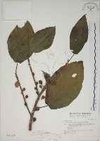 藏品(牛乳榕)的圖片