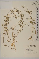 藏品(繁縷)的圖片