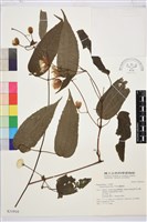 藏品(亨利氏鐵線蓮)的圖片