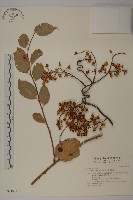 藏品(光果南蛇藤)的圖片