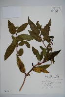 藏品(阿里山忍冬、漸尖葉忍冬)的圖片