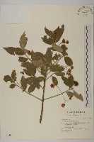 藏品(刺果衛矛)的圖片