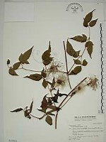 藏品(小木通)的圖片