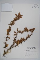 藏品(臺灣小蘗)的圖片