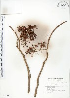 藏品(山桐子)的圖片