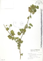 藏品(冬葵子)的圖片