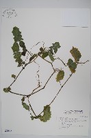 藏品(賽山藍)的圖片