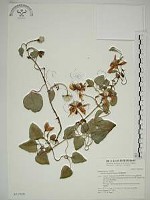 藏品(屏東鐵線蓮)的圖片