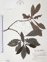 藏品(九節木、牛屎烏、青龍吐霧)的圖片