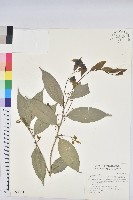 藏品(交力坪鐵色)的圖片