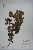 藏品(倒卵葉冬青、金平氏冬青)的圖片