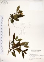 藏品(華八仙)的圖片