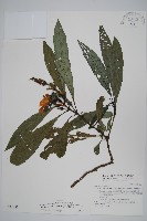 藏品(長穗馬藍)的圖片