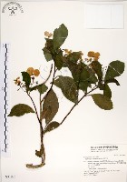 藏品(華八仙)的圖片