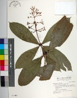 藏品(臺灣野牡丹藤)的圖片