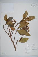 藏品(珊瑚樹)的圖片