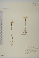 藏品(玉山石竹)的圖片