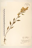 藏品(一枝黃花)的圖片