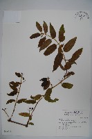 藏品(阿里山忍冬、漸尖葉忍冬)的圖片