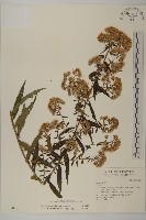 藏品(臺灣馬蘭)的圖片