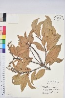 藏品(阿里山三斗石櫟)的圖片