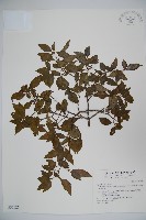 藏品(狹葉莢迷)的圖片