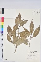 藏品(白背櫟)的圖片