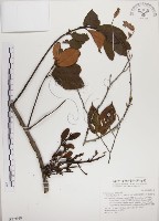 藏品(高氏桑寄生)的圖片