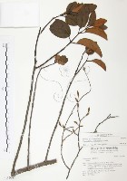 藏品(杜鵑桑寄生)的圖片