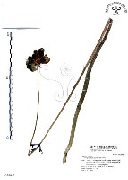 藏品(七葉一枝花)的圖片