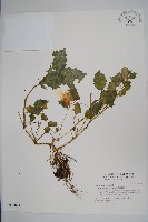 藏品(黃花鳳仙花)的圖片