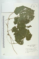 藏品(青牛膽)的圖片