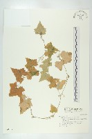 藏品(天花)的圖片