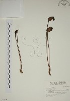 藏品(野菰)的圖片