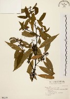 藏品(山胡椒)的圖片