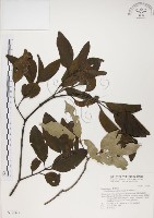 藏品(椆樹桑寄生, 大葉榿寄生)的圖片