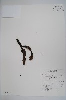 藏品(穗花蛇菰)的圖片