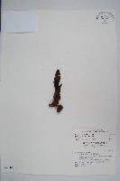 藏品(穗花蛇菰)的圖片