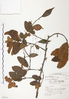 藏品(杜鵑桑寄生)的圖片