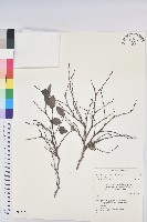 藏品(細葉饅頭果)的圖片