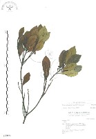 藏品(蔓榕)的圖片